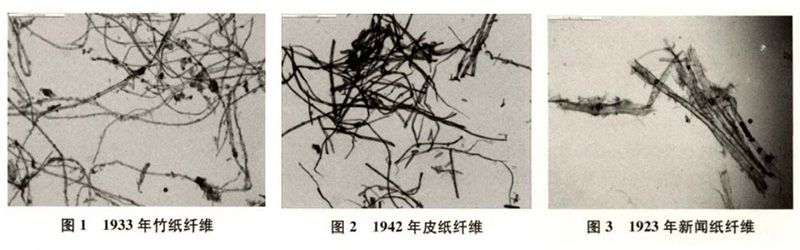 竹紙、皮紙、新聞紙纖維圖譜